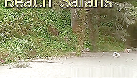 Rafians Beach Safaris 26