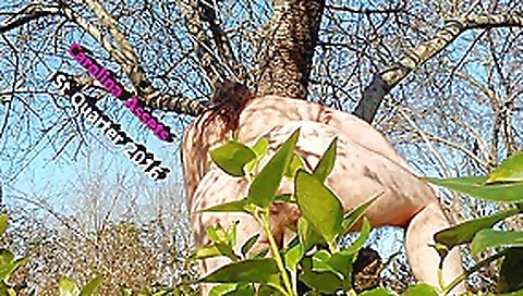 Rectal gape carolina 1st quarter 2016