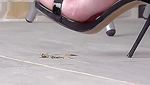 Renata locust crush 1