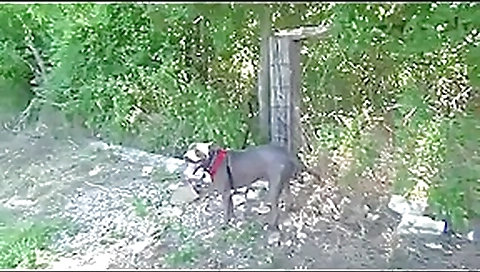 Submissive dick whoreshipper Submissive dick whoreshipper